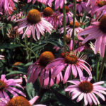 Avogel ameriški slamnik