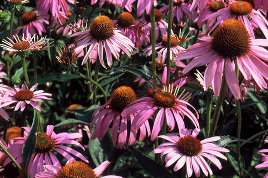 Avogel ameriški slamnik